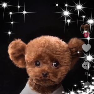 Meet your Posher, Yang